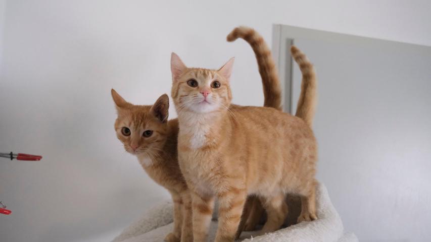 Als Doppelpack soll das rote Katzenpärchen „Muffin“ und „Kimba“ ein neues Zuhause bekommen, wobei bei diesen kleinen Wirbelwinden seitens der neuen Familie etwas Toleranz gefragt sein wird. Die Katzen sind etwa acht Monate alt und altersbedingt fällt ihnen momentan nämlich nichts Gescheites ein. Das fröhliche Duo wünscht sich, nachdem schon der Start ins Leben nicht so glorreich verlief, eine liebe Familie, gerne mit schon größeren Kindern, und mit einem Häuschen im Grünen in verkehrsarmer Gegend. Das Tierheim Neumarkt ist trotz der erfolgten Lockerungen noch immer bis auf Weiteres für Besucher, Gassigeher und Katzenstreichler geschlossen. Besuche und Tiervermittlungen können nur nach vorheriger telefonischer Terminvereinbarung stattfinden. Das Büro ist täglich (außer an Sonn- und Feiertagen) von 14.30 bis 17 Uhr unter der Telefonnummer (0 91 81) 2 28 62 erreichbar. In Notfällen und im Falle von Fundtieren ist das Tierheim ebenfalls unter dieser Telefonnummer erreichbar. Hier geht es zur Internet-Seite des Tierheims
Als Doppelpack soll das rote Katzenpärchen „Muffin“ und „Kimba“ ein neues Zuhause bekommen, wobei bei diesen kleinen Wirbelwinden seitens der neuen Familie etwas Toleranz gefragt sein wird. Die Katzen sind etwa acht Monate alt und altersbedingt fällt ihnen momentan nämlich nichts Gescheites ein. Das fröhliche Duo wünscht sich, nachdem schon der Start ins Leben nicht so glorreich verlief, eine liebe Familie, gerne mit schon größeren Kindern, und mit einem Häuschen im Grünen in verkehrsarmer Gegend. Das Tierheim Neumarkt ist trotz der erfolgten Lockerungen noch immer bis auf Weiteres für Besucher, Gassigeher und Katzenstreichler geschlossen. Besuche und Tiervermittlungen können nur nach vorheriger telefonischer Terminvereinbarung stattfinden. Das Büro ist täglich (außer an Sonn- und Feiertagen) von 14.30 bis 17 Uhr unter der Telefonnummer (0 91 81) 2 28 62 erreichbar. In Notfällen und im Falle von Fundtieren ist das Tierheim ebenfalls unter dieser Telefonnummer erreichbar. Hier geht es zur Internet-Seite des Tierheims