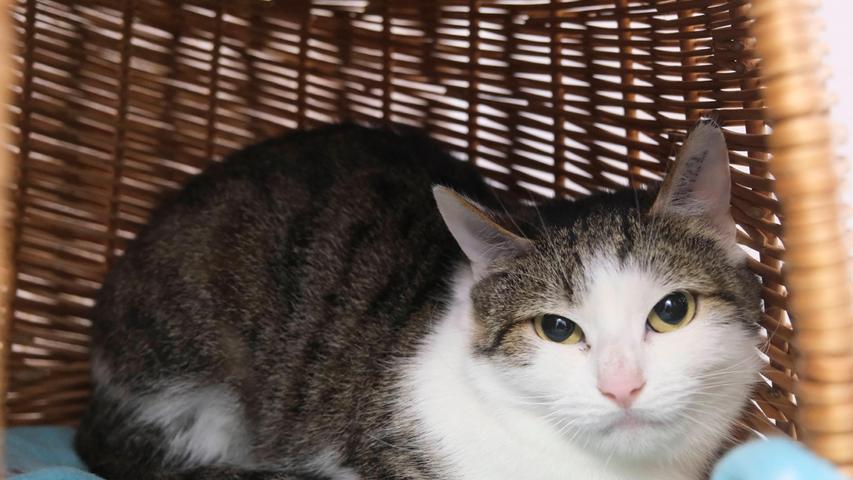 Ob auch das Katzenpärchen „Fanny“ und „Fridolin“ dieses Glück haben wird, darf fast bezweifelt werden, denn die beiden Katzen, die aus einem Animal-Hoarding-Fall stammen, sind noch ziemlich ängstlich. In ihrem vorherigen Leben hatten sie keinen näheren Kontakt zu Menschen, so dass sie es nicht gewöhnt sind, gestreichelt oder gar hochgehoben zu werden. „Fanny“ und „Fridolin“ sind aber gerade mal ein Jahr alt und damit noch jung genug, Menschen ihr Vertrauen zu schenken. In einem ruhigen Haushalt sollte ihnen viel Geduld und Verständnis entgegengebracht werden. Nachdem „Fanny“ und „Fridolin“ bisher nur in Wohnungshaltung lebten und Freigang nicht kennen, sollten sie auch wieder ein Zuhause in einer geräumigen Wohnung bekommen. Das Tierheim Neumarkt ist trotz der erfolgten Lockerungen noch immer bis auf Weiteres für Besucher, Gassigeher und Katzenstreichler geschlossen. Besuche und Tiervermittlungen können nur nach vorheriger telefonischer Terminvereinbarung stattfinden. Das Büro ist täglich (außer an Sonn- und Feiertagen) von 14.30 bis 17 Uhr unter der Telefonnummer (0 91 81) 2 28 62 erreichbar. In Notfällen und im Falle von Fundtieren ist das Tierheim ebenfalls unter dieser Telefonnummer erreichbar. Hier geht es zur Internet-Seite des Tierheims
Ob auch das Katzenpärchen „Fanny“ und „Fridolin“ dieses Glück haben wird, darf fast bezweifelt werden, denn die beiden Katzen, die aus einem Animal-Hoarding-Fall stammen, sind noch ziemlich ängstlich. In ihrem vorherigen Leben hatten sie keinen näheren Kontakt zu Menschen, so dass sie es nicht gewöhnt sind, gestreichelt oder gar hochgehoben zu werden. „Fanny“ und „Fridolin“ sind aber gerade mal ein Jahr alt und damit noch jung genug, Menschen ihr Vertrauen zu schenken. In einem ruhigen Haushalt sollte ihnen viel Geduld und Verständnis entgegengebracht werden. Nachdem „Fanny“ und „Fridolin“ bisher nur in Wohnungshaltung lebten und Freigang nicht kennen, sollten sie auch wieder ein Zuhause in einer geräumigen Wohnung bekommen. Das Tierheim Neumarkt ist trotz der erfolgten Lockerungen noch immer bis auf Weiteres für Besucher, Gassigeher und Katzenstreichler geschlossen. Besuche und Tiervermittlungen können nur nach vorheriger telefonischer Terminvereinbarung stattfinden. Das Büro ist täglich (außer an Sonn- und Feiertagen) von 14.30 bis 17 Uhr unter der Telefonnummer (0 91 81) 2 28 62 erreichbar. In Notfällen und im Falle von Fundtieren ist das Tierheim ebenfalls unter dieser Telefonnummer erreichbar. Hier geht es zur Internet-Seite des Tierheims