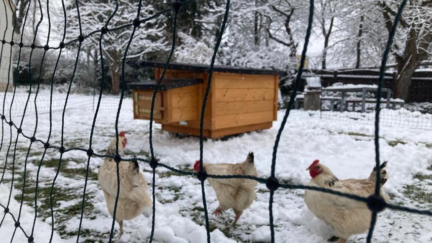 Gefiederte Gartengäste: Hennriettes drei Kolleginnen streifen durch den Schnee, die "Chefin" legt gerade ein Ei im Hühnerhaus.