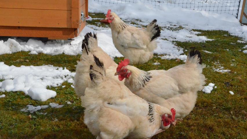 Langsam taut der Boden auf: Das Hühnerquartett kann sich wieder seiner Lieblingsbeschäftigung, dem Scharren und Picken, hingeben.