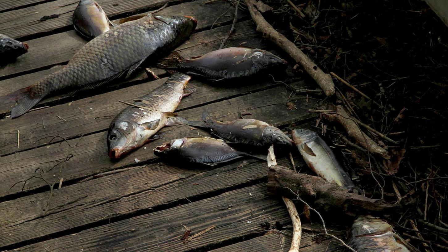 „Es sind immer mindestens 15 Stück“: Am Treibgutrechen am Hallerndorfer Wasserkraftwerk sammeln sich die letzten Tage vermehrt tote Fische an.