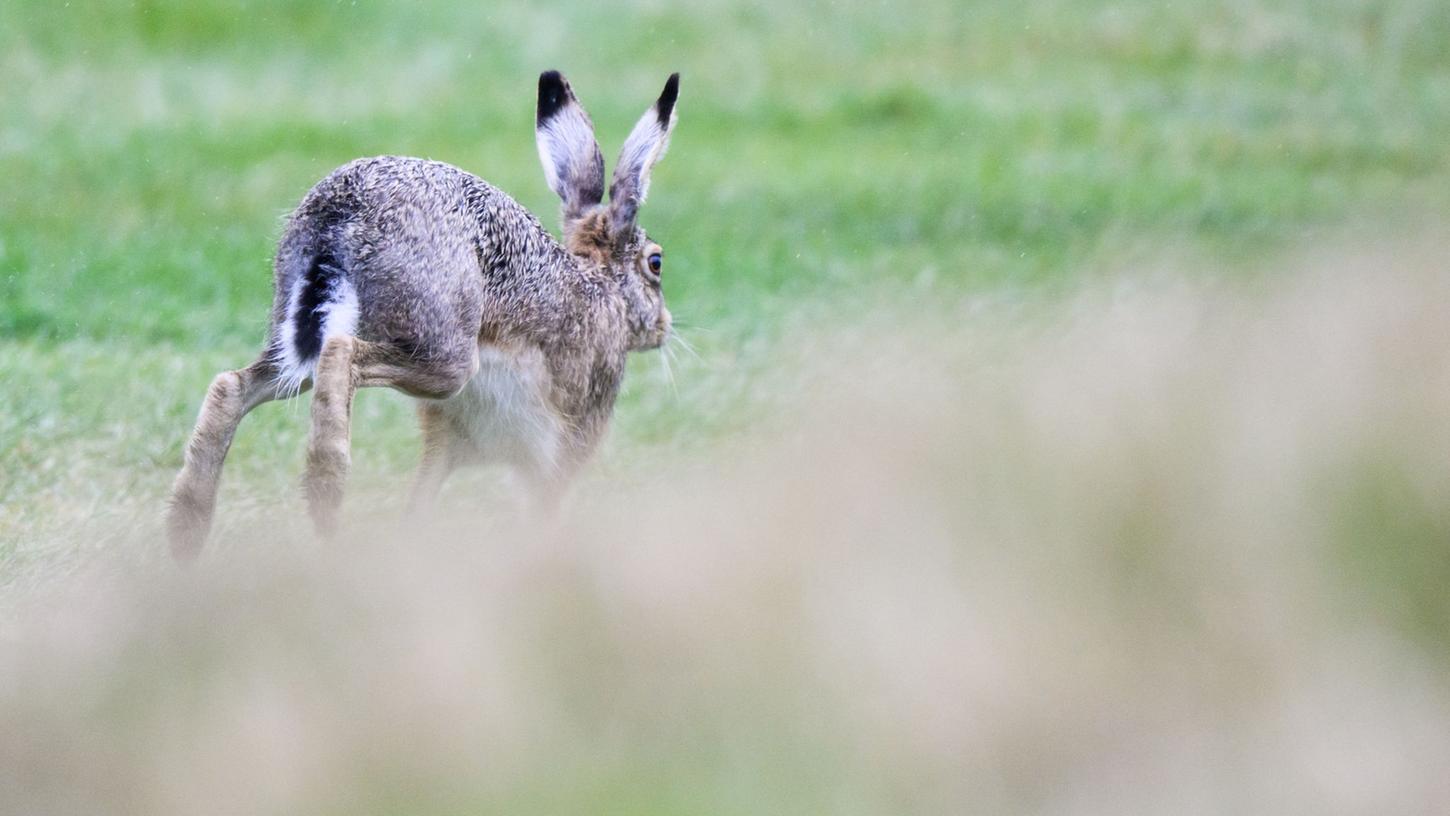 Auf Deutschlands Feldern tummeln sich immer mehr Feldhasen. Im Frühjahr 2021 waren es im Schnitt 16 Tiere pro Quadratkilometer, wie der Deutsche Jagdverband (DJV) mitteilte. Auf Deutschlands Feldern tummeln sich immer mehr Feldhasen. Im Frühjahr 2021 waren es im Schnitt 16 Tiere pro Quadratkilometer, wie der Deutsche Jagdverband (DJV) mitteilte.