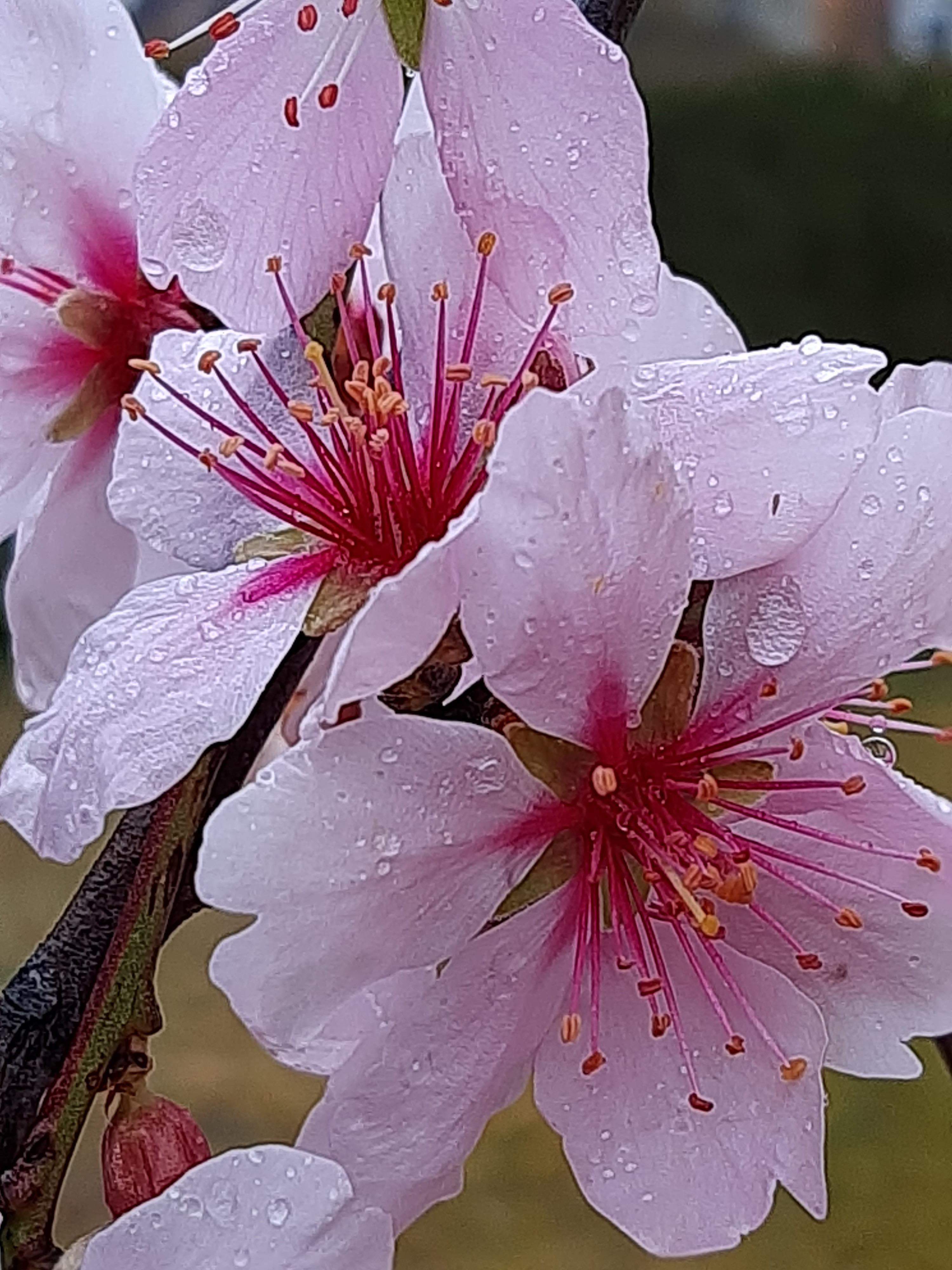 Frühlingsblüten im Frühlingsregen.