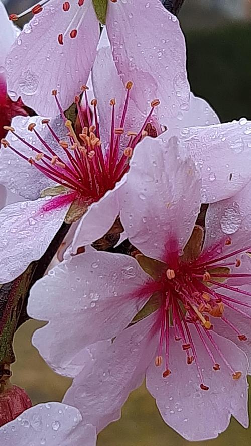 Frühlingsblüten im Frühlingsregen.