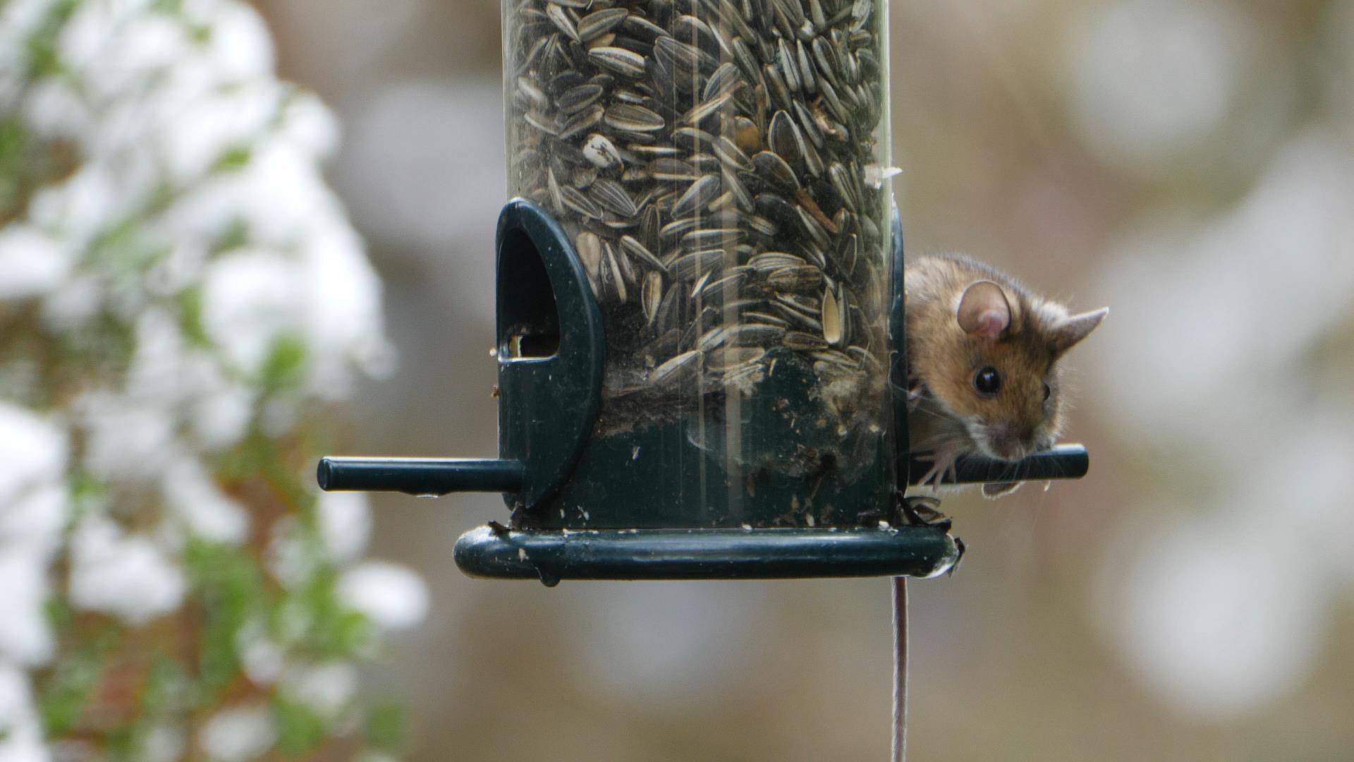 Vogelfutter? Egal! Eine freche Maus zu Gast am Futterhaus.