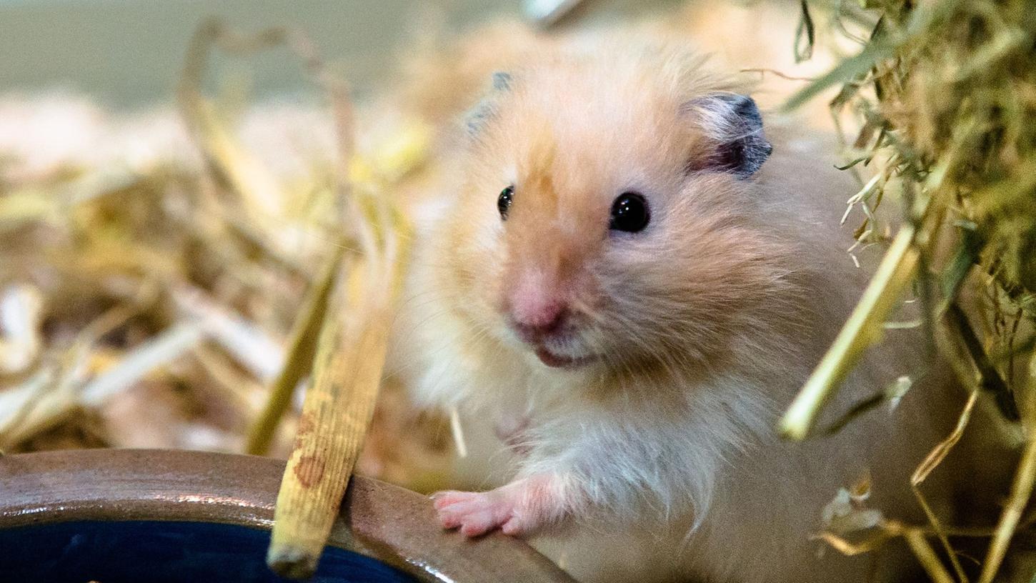 Wer seinem Goldhamster (Mesocricetus auratus) auch mal Freilauf bieten will, muss richtig aufpassen: Er passt durch kleinste Löcher. Wer seinem Goldhamster (Mesocricetus auratus) auch mal Freilauf bieten will, muss richtig aufpassen: Er passt durch kleinste Löcher.