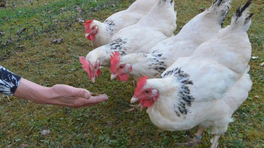 Ein gut genährtes Hühnerquartett nimmt Abschied: Hennriette und ihre Kolleginnen.
