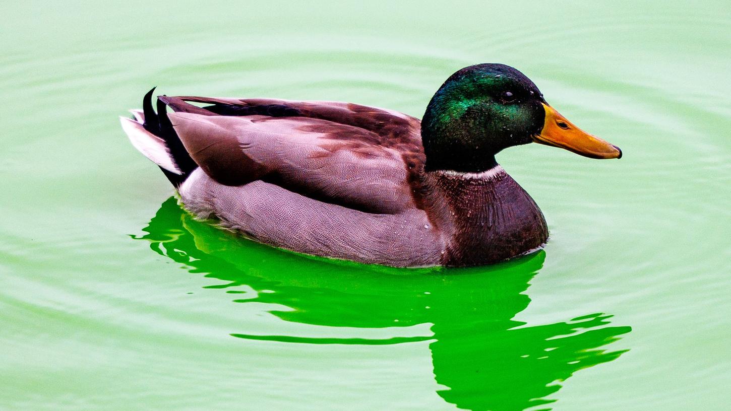 Trotz großer Hitze ist der Forstweiher dank der künstlichen Überleitung aus dem Main-Donau-Kanal über den Schwarzengraben wassertechnisch in einem sehr guten Zustand.