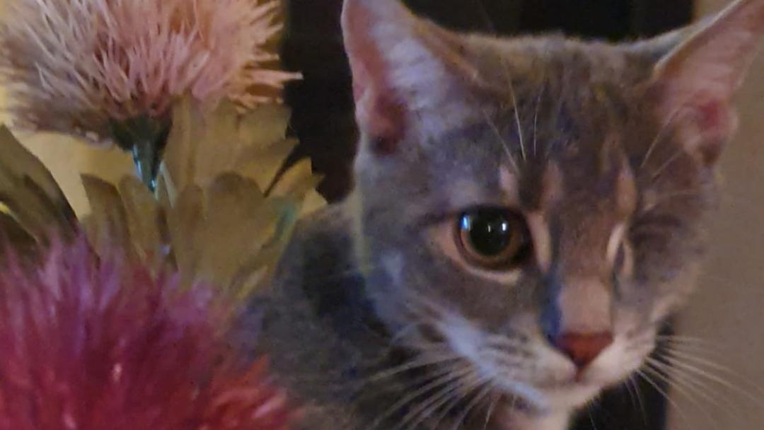 Mati ist – obwohl sie nur ein Auge hat – eine hübsche Katze. Jetzt ist in Dambach ein Vierbeiner gesehen worden, der ihr zum Verwechseln ähnlich sieht. War es Mati? Und wer findet sie?
Mati ist – obwohl sie nur ein Auge hat – eine hübsche Katze. Jetzt ist in Dambach ein Vierbeiner gesehen worden, der ihr zum Verwechseln ähnlich sieht. War es Mati? Und wer findet sie?