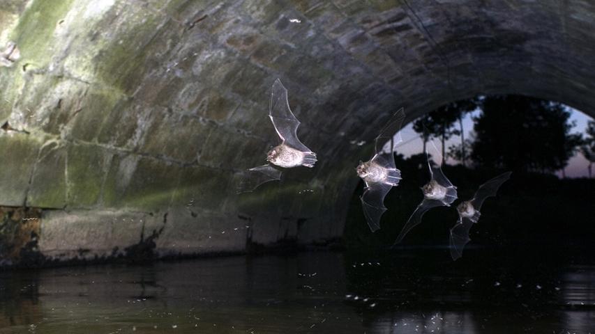 Wasser- und Teichfledermäuse jagen direkt über Wasseroberflächen nach Insekten. Dabei gleiten sie häufig geradlinig wie auf Schienen.