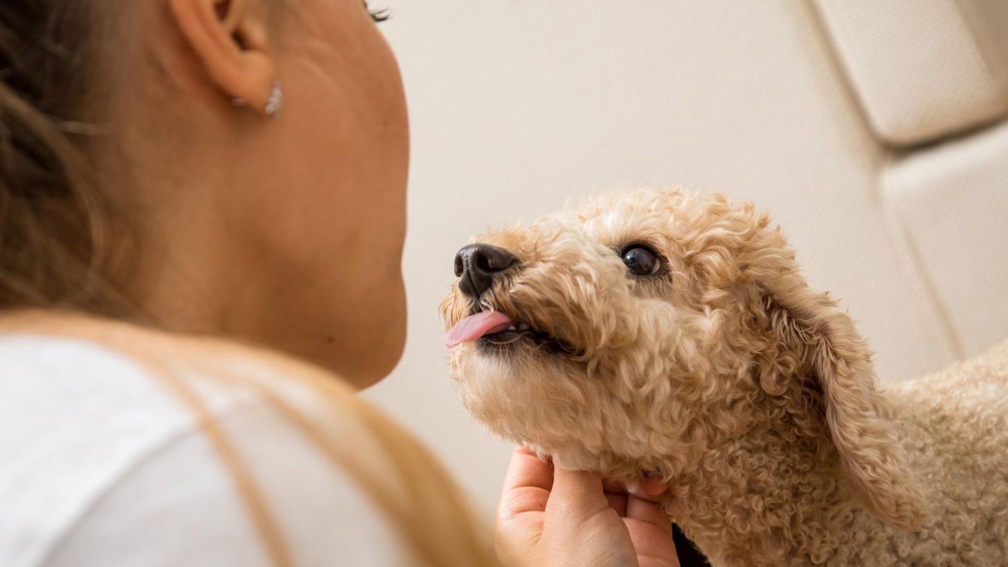 Wenn Hunde sich unwohl fühlen, zeigen sie es auf ihre Art. Hundebesitzer können die Zeichen lesen und ihrem Vierbeiner helfen, sich zu entspannen. Wenn Hunde sich unwohl fühlen, zeigen sie es auf ihre Art. Hundebesitzer können die Zeichen lesen und ihrem Vierbeiner helfen, sich zu entspannen.