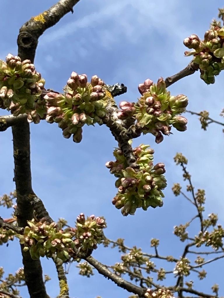 Die Kirschbäume bei Kalchreuth können es kaum noch erwarten: Lange dauert es nicht mehr bis zur Blüte.