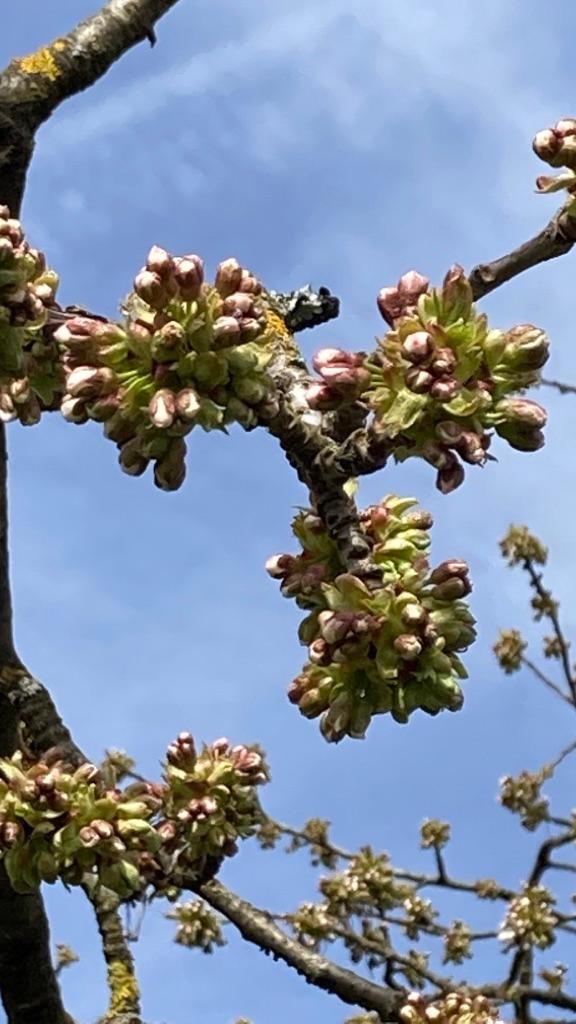 Die Kirschbäume bei Kalchreuth können es kaum noch erwarten: Lange dauert es nicht mehr bis zur Blüte.