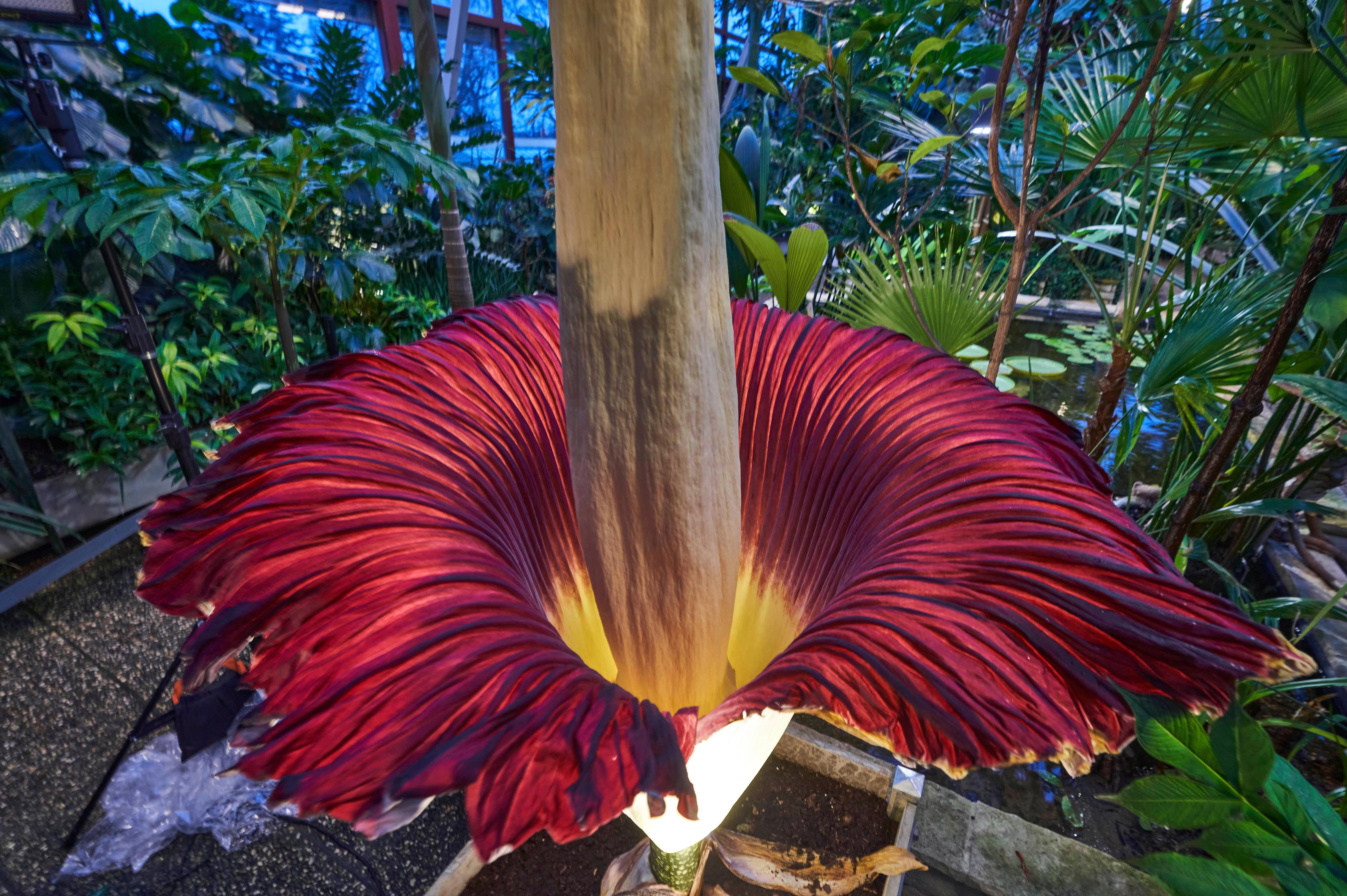 Stinkt nach Aas Die größte Blume der Welt blüht jetzt in Franken so