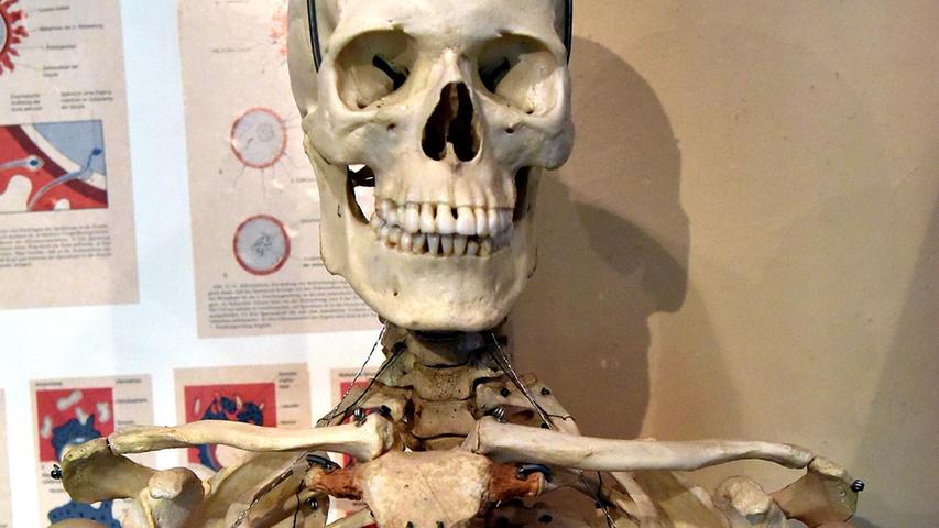 Auch Skelette dürfen im Anatomie-Institut nicht fehlen. 