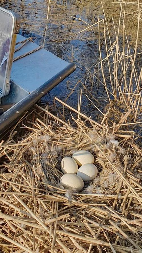 In diesem Gelege einer Wildgans befinden sich vier Eier, das entspricht dem Durchschnitt von vier bis sieben Eiern pro Paar. Wobei Graugänse etwas mehr legen, bei ihnen sind auch acht Eier nicht ungewöhnlich. 