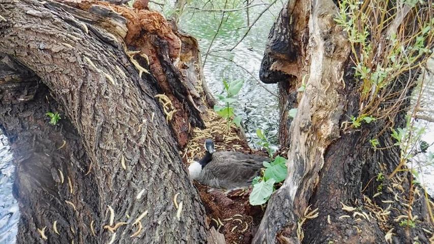 Eine Kanada-Wildgans nistet in einer Kopfweide am Wöhrder See. Ein Klassiker, diese Stelle ist bei Wildgänsen seit Jahren äußerst beliebt, wissen die Mitarbeiter von Sör.