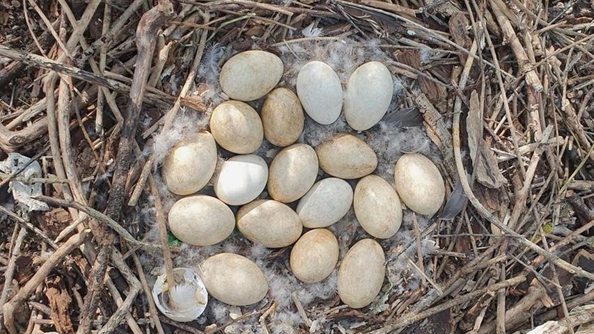 Experten sind immer davon ausgegangen, dass Graugänse maximal zehn Eier legen. Doch in diesem Nest sind es mit 18 Eiern fast doppelt so viele. Wobei von einem nur noch ein Schalenrest zu sehen ist. 