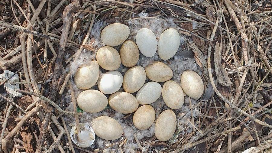 In diesem ungewöhnlich großen Gelege einer Wildgans, das am Wöhrder See gefunden wurde, liegen noch 17 Eier. Ein Fall für die "Gelegebehandlung".