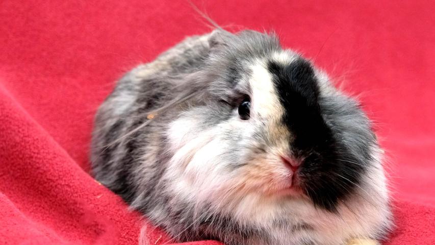 Ende vergangener Woche wurde das Tierheim Neumarkt mit einer großen Anzahl an Kaninchen überrascht, nachdem einer Kaninchen-Besitzerin die Haltung der Kaninchen etwas arg aus dem Ruder gelaufen war. Bis alle Kaninchen vermittelt werden können, wird es noch eine geraume Zeit dauern. Auf der Suche nach einem neuen, schönen Zuhause, in welchem man sich auch gut um sie kümmert und wo sie auch viel Platz hat, ist das weiß-braune Löwenkopf-Mix-Kaninchen „Melina“ (auf der roten Decke). „Melina“ ist etwa 2020 geboren und wenn sie genügend Platz hat, verträgt sich „Melina“ auch mit anderen weiblichen Kaninchen. Die zwei Löwenkopfkaninchen auf dem grünen Untergrund sind offenbar Geschwister, denn die beiden Kaninchen-Buben verstehen sich gut. „Stevie“, das braune Kaninchen, und „Sweetie“, das braun-weiße Kaninchen, sind ebenfalls etwa 2020 geboren und die beiden Buben sind kastriert. Diese beiden relativ ruhigen Kaninchen sollten ein gemeinsames Zuhause bekommen mit viel Platz, damit sie auch ausgiebig herumhoppeln können. Das Tierheim Neumarkt ist trotz der erfolgten Lockerungen noch immer bis auf Weiteres für Besucher, Gassigeher und Katzenstreichler geschlossen. Besuche und Tiervermittlungen können nur nach vorheriger telefonischer Terminvereinbarung stattfinden. Das Büro ist täglich (außer an Sonn- und Feiertagen) von 14.30 bis 17 Uhr unter der Telefonnummer (0 91 81) 2 28 62 erreichbar. In Notfällen und im Falle von Fundtieren ist das Tierheim ebenfalls unter dieser Telefonnummer erreichbar. Hier geht es zur Internet-Seite des Tierheims
Ende vergangener Woche wurde das Tierheim Neumarkt mit einer großen Anzahl an Kaninchen überrascht, nachdem einer Kaninchen-Besitzerin die Haltung der Kaninchen etwas arg aus dem Ruder gelaufen war. Bis alle Kaninchen vermittelt werden können, wird es noch eine geraume Zeit dauern. Auf der Suche nach einem neuen, schönen Zuhause, in welchem man sich auch gut um sie kümmert und wo sie auch viel Platz hat, ist das weiß-braune Löwenkopf-Mix-Kaninchen „Melina“ (auf der roten Decke). „Melina“ ist etwa 2020 geboren und wenn sie genügend Platz hat, verträgt sich „Melina“ auch mit anderen weiblichen Kaninchen. Die zwei Löwenkopfkaninchen auf dem grünen Untergrund sind offenbar Geschwister, denn die beiden Kaninchen-Buben verstehen sich gut. „Stevie“, das braune Kaninchen, und „Sweetie“, das braun-weiße Kaninchen, sind ebenfalls etwa 2020 geboren und die beiden Buben sind kastriert. Diese beiden relativ ruhigen Kaninchen sollten ein gemeinsames Zuhause bekommen mit viel Platz, damit sie auch ausgiebig herumhoppeln können. Das Tierheim Neumarkt ist trotz der erfolgten Lockerungen noch immer bis auf Weiteres für Besucher, Gassigeher und Katzenstreichler geschlossen. Besuche und Tiervermittlungen können nur nach vorheriger telefonischer Terminvereinbarung stattfinden. Das Büro ist täglich (außer an Sonn- und Feiertagen) von 14.30 bis 17 Uhr unter der Telefonnummer (0 91 81) 2 28 62 erreichbar. In Notfällen und im Falle von Fundtieren ist das Tierheim ebenfalls unter dieser Telefonnummer erreichbar. Hier geht es zur Internet-Seite des Tierheims
