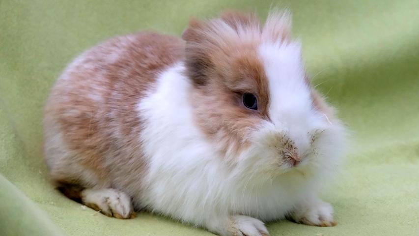 Ende vergangener Woche wurde das Tierheim Neumarkt mit einer großen Anzahl an Kaninchen überrascht, nachdem einer Kaninchen-Besitzerin die Haltung der Kaninchen etwas arg aus dem Ruder gelaufen war. Bis alle Kaninchen vermittelt werden können, wird es noch eine geraume Zeit dauern. Die zwei Löwenkopfkaninchen auf dem grünen Untergrund sind offenbar Geschwister, denn die beiden Kaninchen-Buben verstehen sich gut. „Stevie“, das braune Kaninchen, und „Sweetie“, das braun-weiße Kaninchen, sind ebenfalls etwa 2020 geboren und die beiden Buben sind kastriert. Diese beiden relativ ruhigen Kaninchen sollten ein gemeinsames Zuhause bekommen mit viel Platz, damit sie auch ausgiebig herumhoppeln können. Das Tierheim Neumarkt ist trotz der erfolgten Lockerungen noch immer bis auf Weiteres für Besucher, Gassigeher und Katzenstreichler geschlossen. Besuche und Tiervermittlungen können nur nach vorheriger telefonischer Terminvereinbarung stattfinden. Das Büro ist täglich (außer an Sonn- und Feiertagen) von 14.30 bis 17 Uhr unter der Telefonnummer (0 91 81) 2 28 62 erreichbar. In Notfällen und im Falle von Fundtieren ist das Tierheim ebenfalls unter dieser Telefonnummer erreichbar. Hier geht es zur Internet-Seite des Tierheims
Ende vergangener Woche wurde das Tierheim Neumarkt mit einer großen Anzahl an Kaninchen überrascht, nachdem einer Kaninchen-Besitzerin die Haltung der Kaninchen etwas arg aus dem Ruder gelaufen war. Bis alle Kaninchen vermittelt werden können, wird es noch eine geraume Zeit dauern. Die zwei Löwenkopfkaninchen auf dem grünen Untergrund sind offenbar Geschwister, denn die beiden Kaninchen-Buben verstehen sich gut. „Stevie“, das braune Kaninchen, und „Sweetie“, das braun-weiße Kaninchen, sind ebenfalls etwa 2020 geboren und die beiden Buben sind kastriert. Diese beiden relativ ruhigen Kaninchen sollten ein gemeinsames Zuhause bekommen mit viel Platz, damit sie auch ausgiebig herumhoppeln können. Das Tierheim Neumarkt ist trotz der erfolgten Lockerungen noch immer bis auf Weiteres für Besucher, Gassigeher und Katzenstreichler geschlossen. Besuche und Tiervermittlungen können nur nach vorheriger telefonischer Terminvereinbarung stattfinden. Das Büro ist täglich (außer an Sonn- und Feiertagen) von 14.30 bis 17 Uhr unter der Telefonnummer (0 91 81) 2 28 62 erreichbar. In Notfällen und im Falle von Fundtieren ist das Tierheim ebenfalls unter dieser Telefonnummer erreichbar. Hier geht es zur Internet-Seite des Tierheims