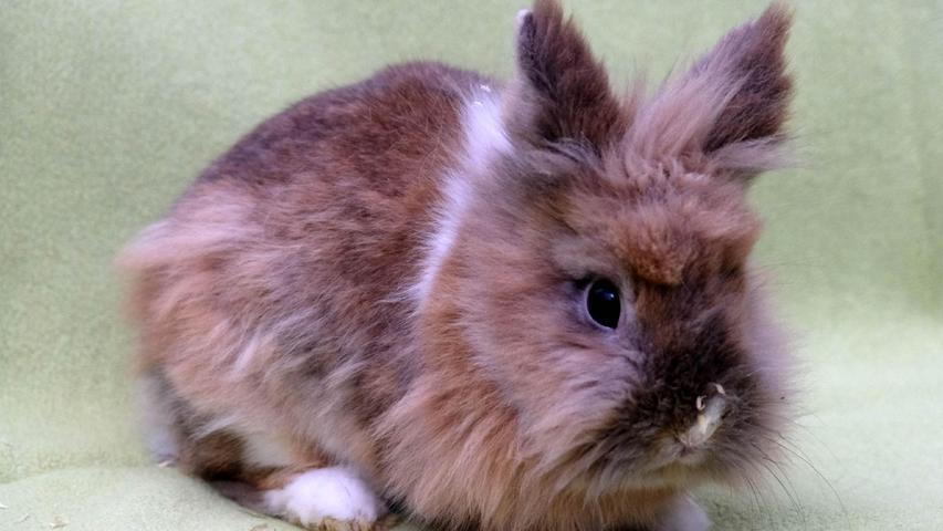 Ende vergangener Woche wurde das Tierheim Neumarkt mit einer großen Anzahl an Kaninchen überrascht, nachdem einer Kaninchen-Besitzerin die Haltung der Kaninchen etwas arg aus dem Ruder gelaufen war. Bis alle Kaninchen vermittelt werden können, wird es noch eine geraume Zeit dauern. Die zwei Löwenkopfkaninchen auf dem grünen Untergrund sind offenbar Geschwister, denn die beiden Kaninchen-Buben verstehen sich gut. „Stevie“, das braune Kaninchen, und „Sweetie“, das braun-weiße Kaninchen, sind ebenfalls etwa 2020 geboren und die beiden Buben sind kastriert. Diese beiden relativ ruhigen Kaninchen sollten ein gemeinsames Zuhause bekommen mit viel Platz, damit sie auch ausgiebig herumhoppeln können. Das Tierheim Neumarkt ist trotz der erfolgten Lockerungen noch immer bis auf Weiteres für Besucher, Gassigeher und Katzenstreichler geschlossen. Besuche und Tiervermittlungen können nur nach vorheriger telefonischer Terminvereinbarung stattfinden. Das Büro ist täglich (außer an Sonn- und Feiertagen) von 14.30 bis 17 Uhr unter der Telefonnummer (0 91 81) 2 28 62 erreichbar. In Notfällen und im Falle von Fundtieren ist das Tierheim ebenfalls unter dieser Telefonnummer erreichbar. Hier geht es zur Internet-Seite des Tierheims
Ende vergangener Woche wurde das Tierheim Neumarkt mit einer großen Anzahl an Kaninchen überrascht, nachdem einer Kaninchen-Besitzerin die Haltung der Kaninchen etwas arg aus dem Ruder gelaufen war. Bis alle Kaninchen vermittelt werden können, wird es noch eine geraume Zeit dauern. Die zwei Löwenkopfkaninchen auf dem grünen Untergrund sind offenbar Geschwister, denn die beiden Kaninchen-Buben verstehen sich gut. „Stevie“, das braune Kaninchen, und „Sweetie“, das braun-weiße Kaninchen, sind ebenfalls etwa 2020 geboren und die beiden Buben sind kastriert. Diese beiden relativ ruhigen Kaninchen sollten ein gemeinsames Zuhause bekommen mit viel Platz, damit sie auch ausgiebig herumhoppeln können. Das Tierheim Neumarkt ist trotz der erfolgten Lockerungen noch immer bis auf Weiteres für Besucher, Gassigeher und Katzenstreichler geschlossen. Besuche und Tiervermittlungen können nur nach vorheriger telefonischer Terminvereinbarung stattfinden. Das Büro ist täglich (außer an Sonn- und Feiertagen) von 14.30 bis 17 Uhr unter der Telefonnummer (0 91 81) 2 28 62 erreichbar. In Notfällen und im Falle von Fundtieren ist das Tierheim ebenfalls unter dieser Telefonnummer erreichbar. Hier geht es zur Internet-Seite des Tierheims