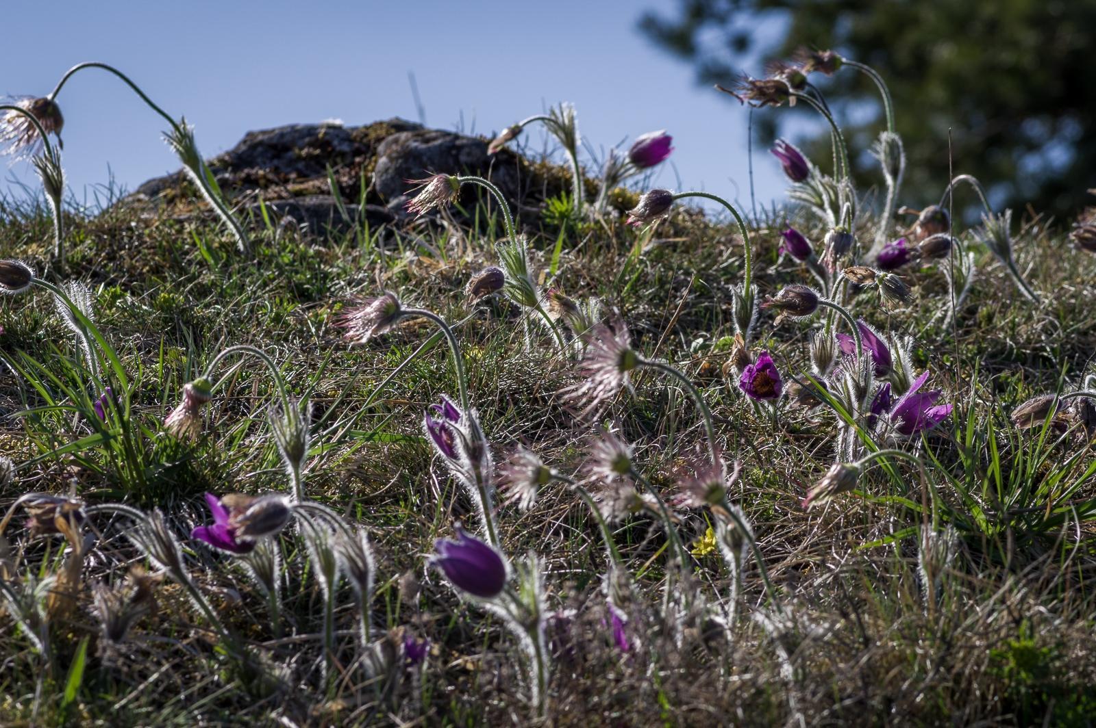 Ein Traum für alle Blumenliebhaber. Der ganze Berg voll mit Küchenschellen. Leider war die Blüte schon fast vorbei. Gesehen am Schanzberg bei Unterwiesenacker.