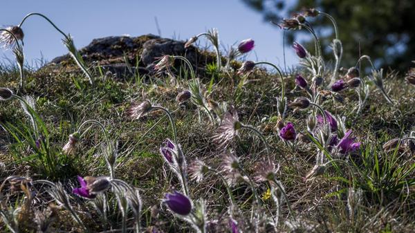 Ein Traum für alle Blumenliebhaber. Der ganze Berg voll mit Küchenschellen. Leider war die Blüte schon fast vorbei. Gesehen am Schanzberg bei Unterwiesenacker.