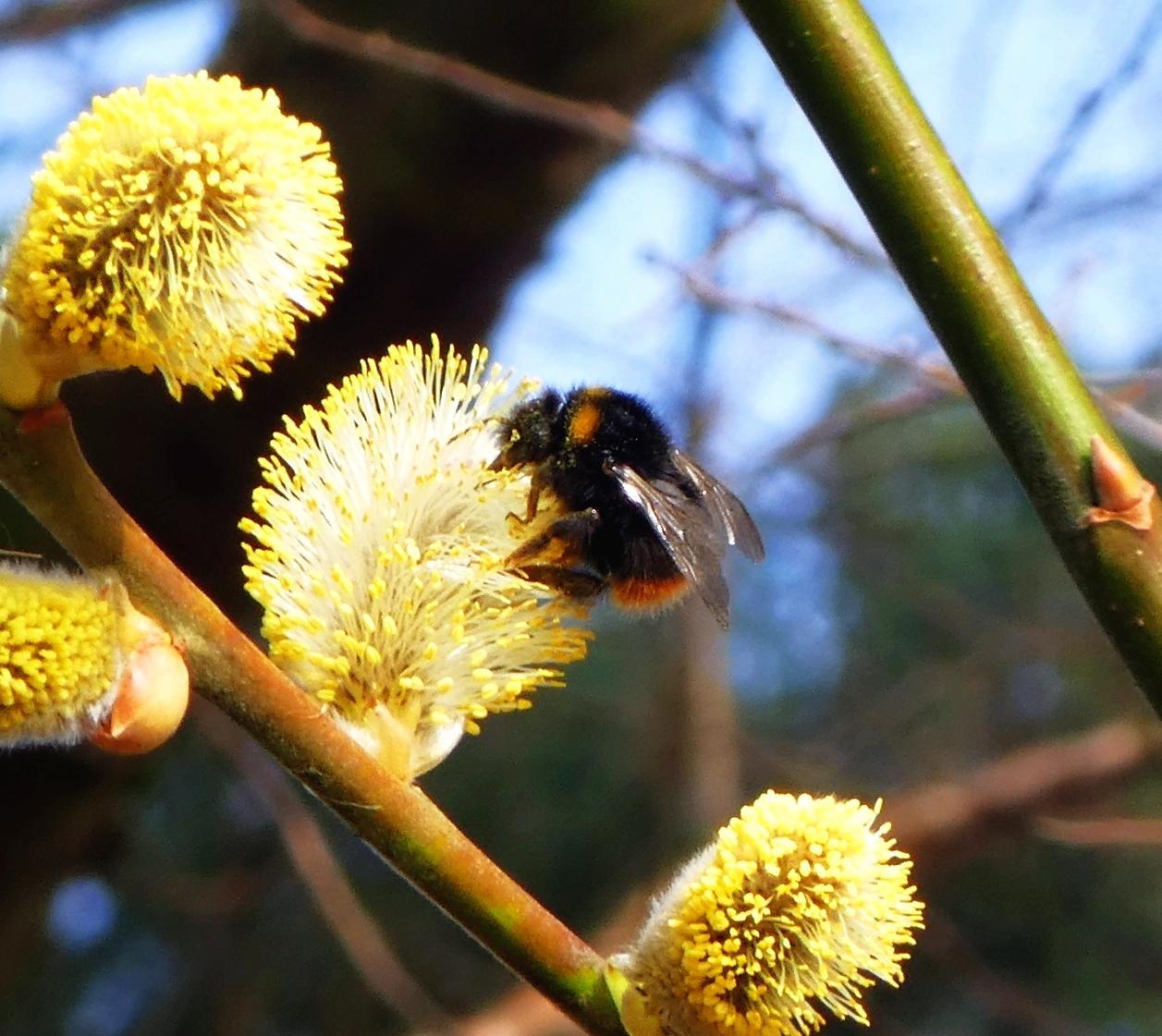 Der Frühling ist nicht aufzuhalten: Weidenkätzchen und Wiesenhummel genießen die Sonne.