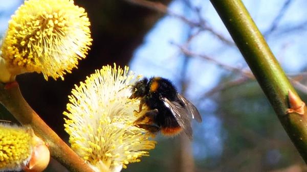 Der Frühling ist nicht aufzuhalten: Weidenkätzchen und Wiesenhummel genießen die Sonne.