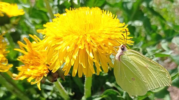 Ein "fotografischer Frühlingsgruß": Zitronenfalter küsst Löwenzahn.