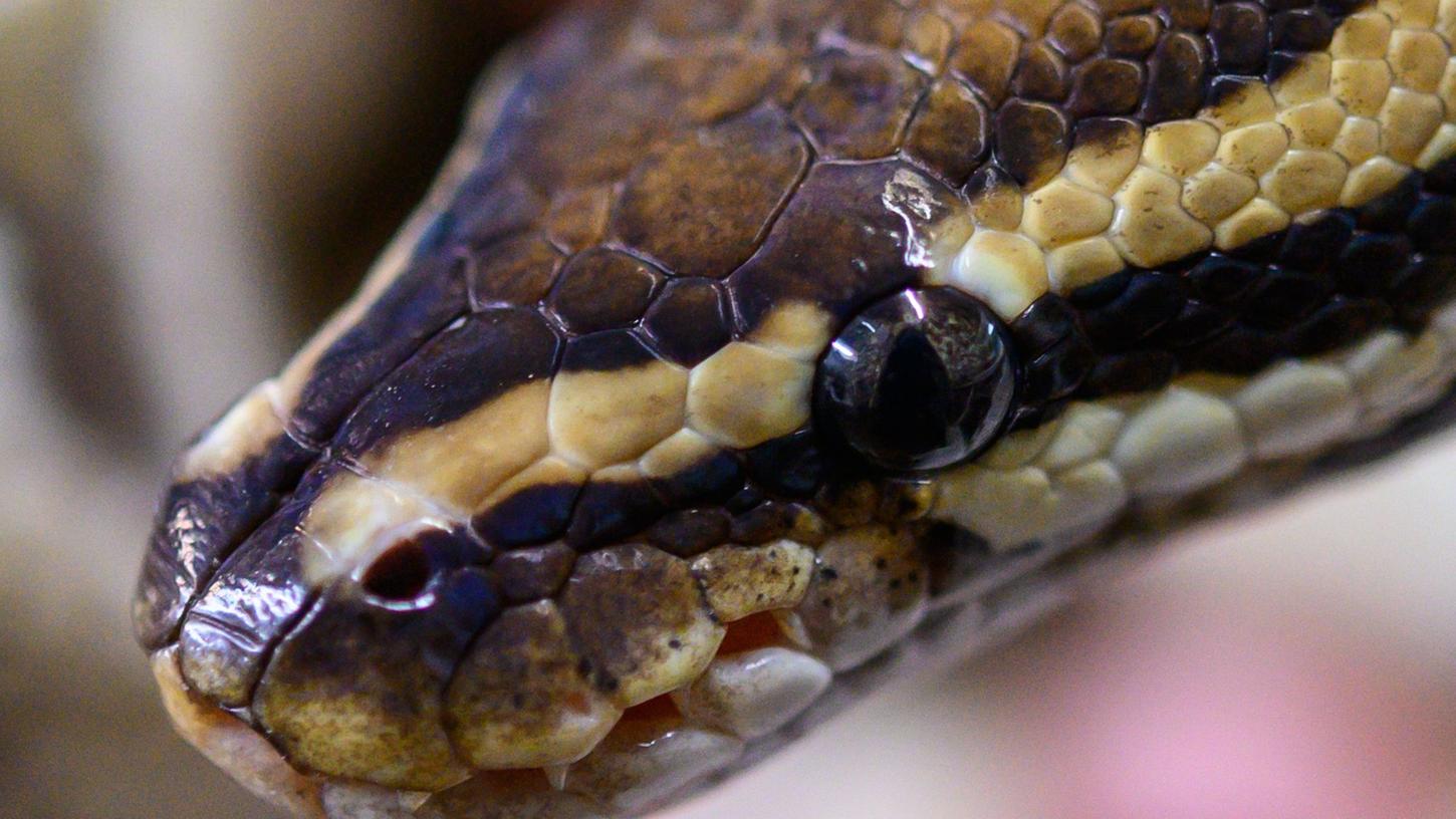 Pythons sind ungiftig und töten ihre Beute indem sie sie umschlingen. (Symbolbild)