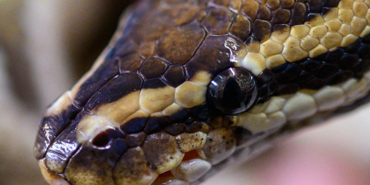 Seorang wanita dimakan ular piton raksasa: Kengerian itu ditemukan di Indonesia