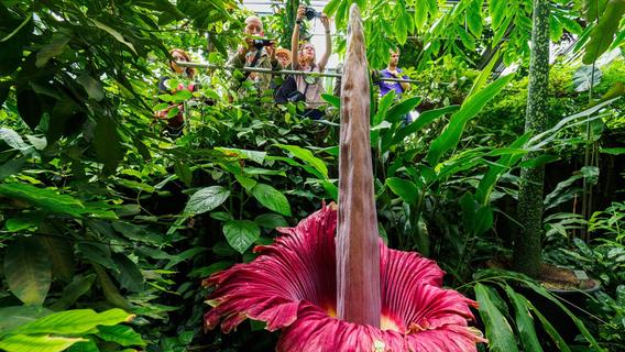 Stinkt nach gammligem Fleisch: Größte Blume der Welt blüht in Franken - und ist bald wieder weg