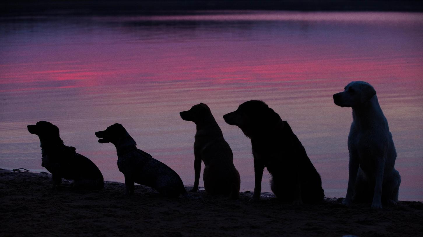 Der 1. Platz für die „Gassigruppe“: Was ist da nur so interessant, dass die Hunde beim abendlichen Spaziergang so brav aufgereiht und erwartungsfroh in eine Richtung blicken? Die Vierbeiner haben ihrem Fotografen Thomas Aumeier jedenfalls den Sieg beim „Leserfoto des Jahres 2021“ eingebracht.    