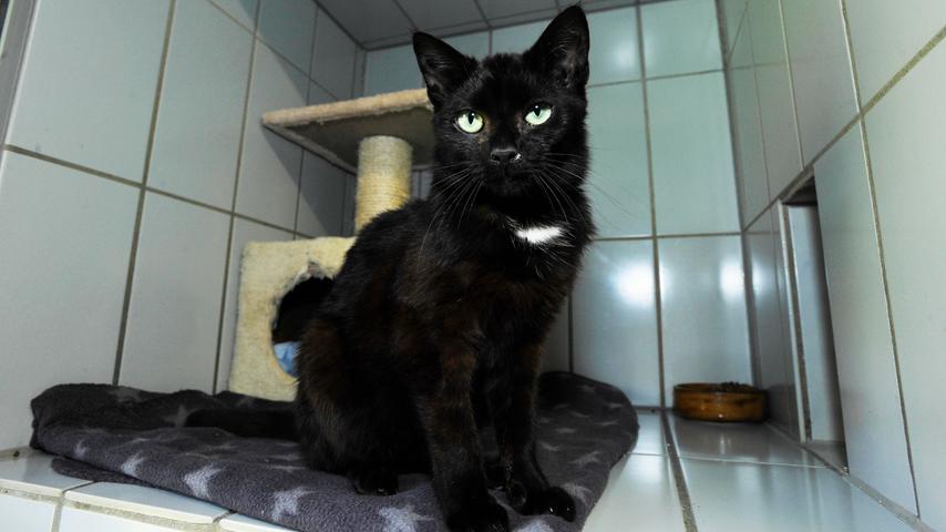 Der schwarze Kater kam Anfang vergangener Woche als Fundtier ins Tierheim Neumarkt. Der Kater, der starken Schnupfen hat, dürfte etwa 2 Jahre alt sein. Zugelaufen ist er in Berg-Richtheim, und zwar am Ortsausgang in Richtung Kadenzhofen. Nachdem der Kater, der leider keinerlei Kennzeichnung trägt, sehr zutraulich und verschmust ist, müsste er eigentlich Besitzer haben. Diese werden gebeten, sich im Tierheim Neumarkt zu melden, um ihren Kater wieder abzuholen.Das Tierheim Neumarkt ist trotz der erfolgten Lockerungen noch immer bis auf Weiteres für Besucher, Gassigeher und Katzenstreichler geschlossen. Besuche und Tiervermittlungen können nur nach vorheriger telefonischer Terminvereinbarung stattfinden. Das Büro ist täglich (außer an Sonn- und Feiertagen) von 14.30 bis 17 Uhr unter der Telefonnummer (0 91 81) 2 28 62 erreichbar. In Notfällen und im Falle von Fundtieren ist das Tierheim ebenfalls unter dieser Telefonnummer erreichbar. Hier geht es zur Internet-Seite des Tierheims
Der schwarze Kater kam Anfang vergangener Woche als Fundtier ins Tierheim Neumarkt. Der Kater, der starken Schnupfen hat, dürfte etwa 2 Jahre alt sein. Zugelaufen ist er in Berg-Richtheim, und zwar am Ortsausgang in Richtung Kadenzhofen. Nachdem der Kater, der leider keinerlei Kennzeichnung trägt, sehr zutraulich und verschmust ist, müsste er eigentlich Besitzer haben. Diese werden gebeten, sich im Tierheim Neumarkt zu melden, um ihren Kater wieder abzuholen.Das Tierheim Neumarkt ist trotz der erfolgten Lockerungen noch immer bis auf Weiteres für Besucher, Gassigeher und Katzenstreichler geschlossen. Besuche und Tiervermittlungen können nur nach vorheriger telefonischer Terminvereinbarung stattfinden. Das Büro ist täglich (außer an Sonn- und Feiertagen) von 14.30 bis 17 Uhr unter der Telefonnummer (0 91 81) 2 28 62 erreichbar. In Notfällen und im Falle von Fundtieren ist das Tierheim ebenfalls unter dieser Telefonnummer erreichbar. Hier geht es zur Internet-Seite des Tierheims
