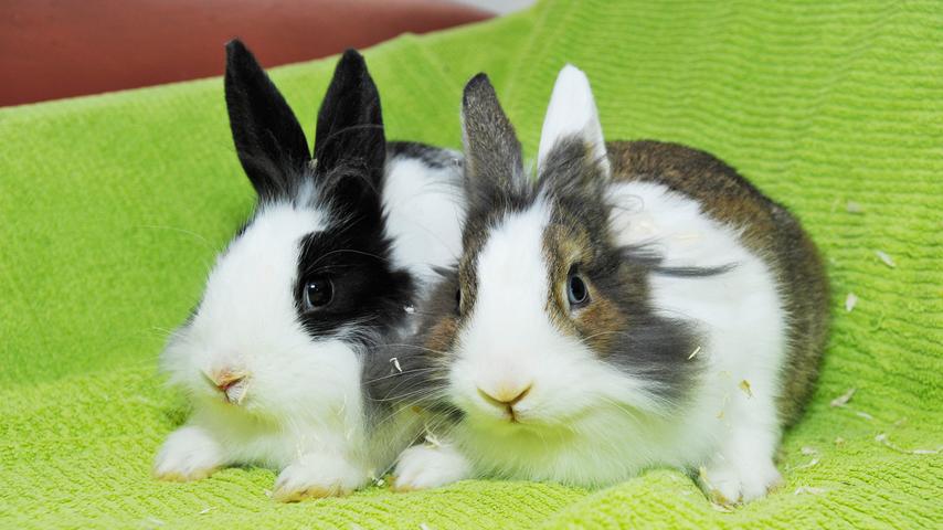 Die beiden Kaninchenbuben „Coffee“ und „Oreo“ sind auf der Suche nach ihrem Traum-Zuhause. Das dunkelbraun-weiße Löwenkopfkaninchen „Coffee“ und der schwarz-weiße „Oreo“ wurden zusammen mit vielen weiteren Kaninchen im Tierheim Neumarkt abgegeben. Die Kaninchen sind etwa zwei Jahre alt, sie sind verträglich und zutraulich und beide wurden auch schon kastriert. In eine Gruppe von Kaninchendamen sollte man die beiden jedoch jetzt noch nicht setzen, sondern erst nach entsprechender Wartezeit. „Coffee“ und „Oreo“ könnten aber auch gemeinsam, nur zu zweit, eine kleine Männer-WG gründen, wobei es aber viel Platz zum Herumhoppeln geben sollte. Das Tierheim Neumarkt ist trotz der erfolgten Lockerungen noch immer bis auf Weiteres für Besucher, Gassigeher und Katzenstreichler geschlossen. Besuche und Tiervermittlungen können nur nach vorheriger telefonischer Terminvereinbarung stattfinden. Das Büro ist täglich (außer an Sonn- und Feiertagen) von 14.30 bis 17 Uhr unter der Telefonnummer (0 91 81) 2 28 62 erreichbar. In Notfällen und im Falle von Fundtieren ist das Tierheim ebenfalls unter dieser Telefonnummer erreichbar. Hier geht es zur Internet-Seite des Tierheims
Die beiden Kaninchenbuben „Coffee“ und „Oreo“ sind auf der Suche nach ihrem Traum-Zuhause. Das dunkelbraun-weiße Löwenkopfkaninchen „Coffee“ und der schwarz-weiße „Oreo“ wurden zusammen mit vielen weiteren Kaninchen im Tierheim Neumarkt abgegeben. Die Kaninchen sind etwa zwei Jahre alt, sie sind verträglich und zutraulich und beide wurden auch schon kastriert. In eine Gruppe von Kaninchendamen sollte man die beiden jedoch jetzt noch nicht setzen, sondern erst nach entsprechender Wartezeit. „Coffee“ und „Oreo“ könnten aber auch gemeinsam, nur zu zweit, eine kleine Männer-WG gründen, wobei es aber viel Platz zum Herumhoppeln geben sollte. Das Tierheim Neumarkt ist trotz der erfolgten Lockerungen noch immer bis auf Weiteres für Besucher, Gassigeher und Katzenstreichler geschlossen. Besuche und Tiervermittlungen können nur nach vorheriger telefonischer Terminvereinbarung stattfinden. Das Büro ist täglich (außer an Sonn- und Feiertagen) von 14.30 bis 17 Uhr unter der Telefonnummer (0 91 81) 2 28 62 erreichbar. In Notfällen und im Falle von Fundtieren ist das Tierheim ebenfalls unter dieser Telefonnummer erreichbar. Hier geht es zur Internet-Seite des Tierheims