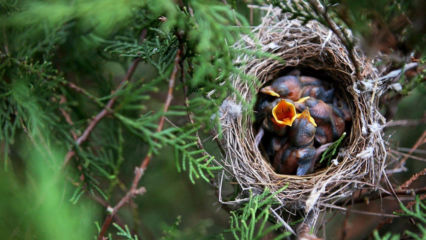 Vogelküken sitzen in einem Nest (Symbolbild). 