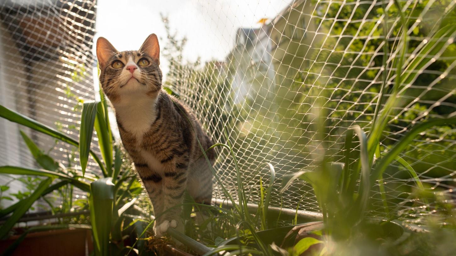 Katze Cookie sitzt auf dem Geländer eines Balkons, der mit einem Katzennetz gesichert ist. Schwarze Netze fallen allerdings weniger auf als weiße oder transparente. Katze Cookie sitzt auf dem Geländer eines Balkons, der mit einem Katzennetz gesichert ist. Schwarze Netze fallen allerdings weniger auf als weiße oder transparente.