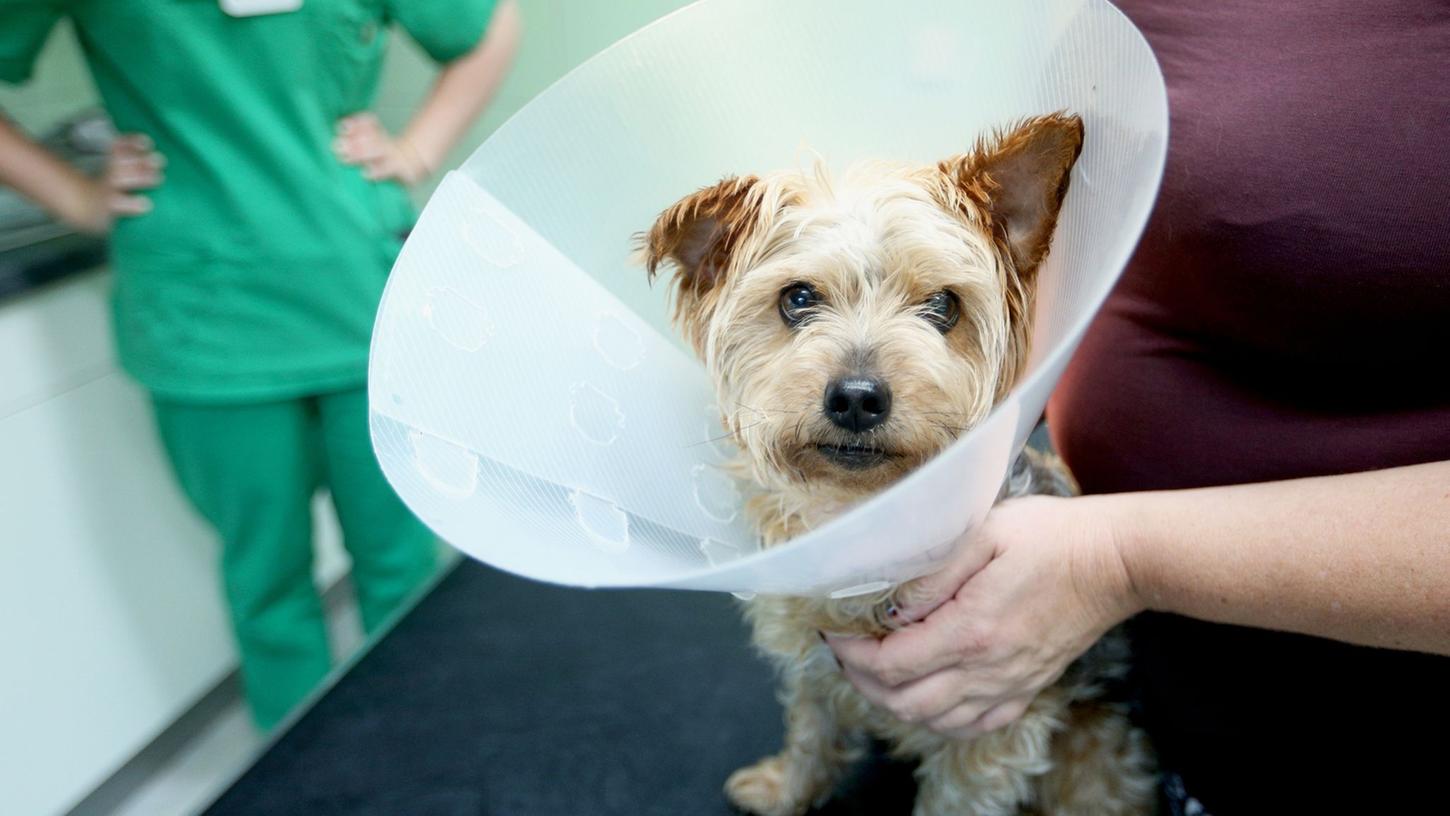 Muss ein Hund operiert werden, wird es oft richtig teuer. Daher raten Verbraucherschützer zu einer Operationsversicherung. Sie sind um ein Drittel günstiger als Krankenversicherungen.