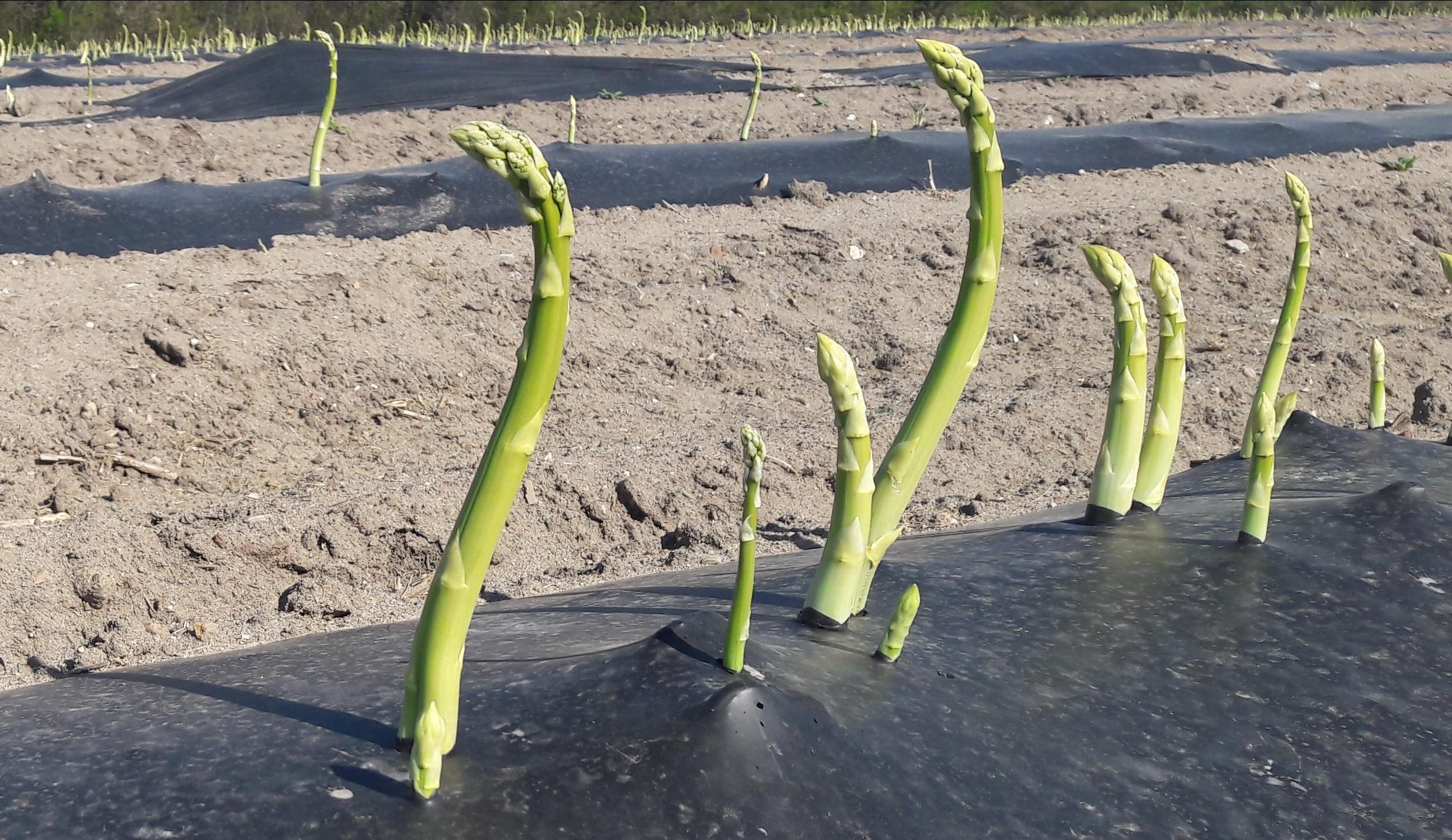 "Hilfe, wer erntet mich?" Grüner Spargel, der langsam auf den Tisch muss. Zum Beispiel mediterran als Pasta mit grünem Spargel.