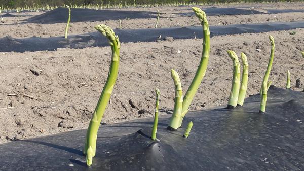 "Hilfe, wer erntet mich?" Grüner Spargel, der langsam auf den Tisch muss. Zum Beispiel mediterran als Pasta mit grünem Spargel.