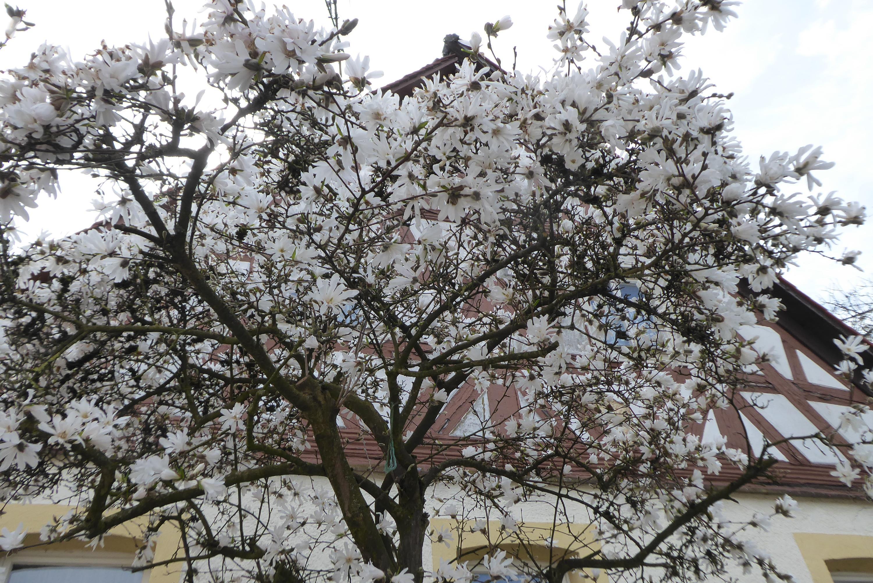 Sieht zwar fast aus wie Schnee, sind aber tatsächlich Blüten. Ein weißes Meer vor einem Fachwerkhaus in Kirchehrenbach (Fränkische Schweiz).