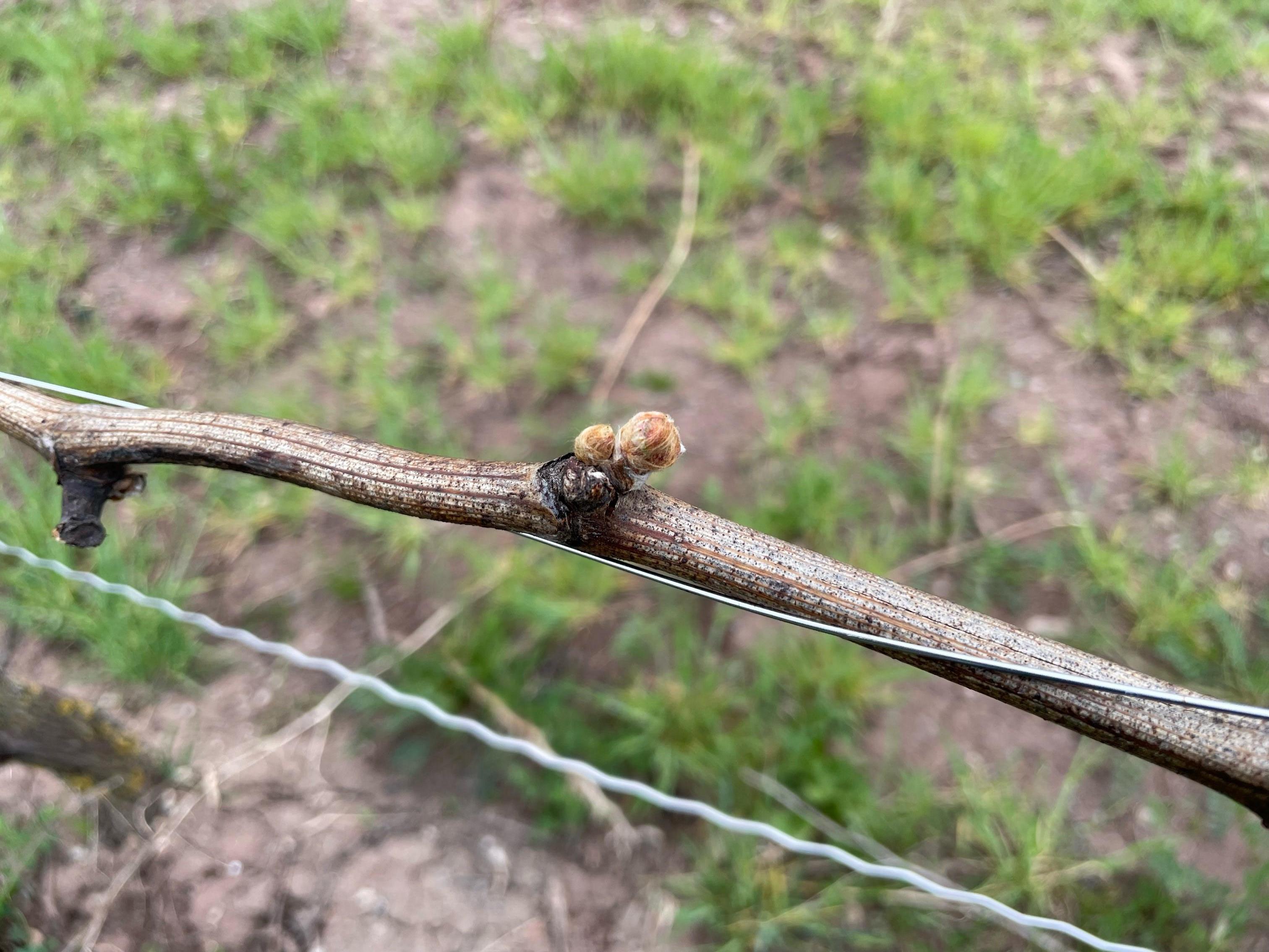 Die Rebstöcke treiben im April aus.