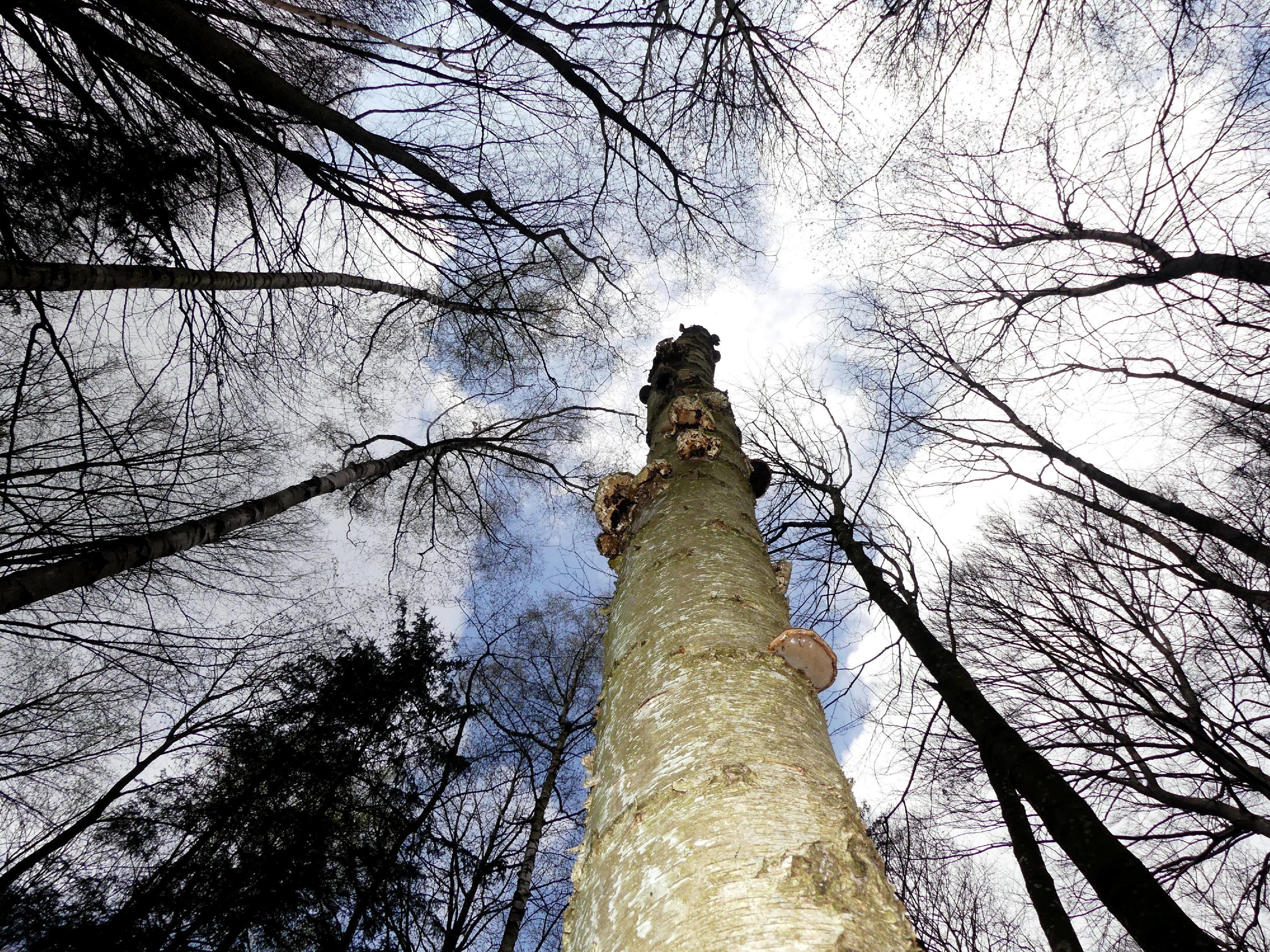 Stammbaum? Baumstamm? Auf jeden Fall hätte der mächtige Baum einiges zu erzählen...