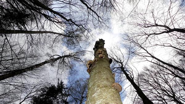 Stammbaum? Baumstamm? Auf jeden Fall hätte der mächtige Baum einiges zu erzählen...