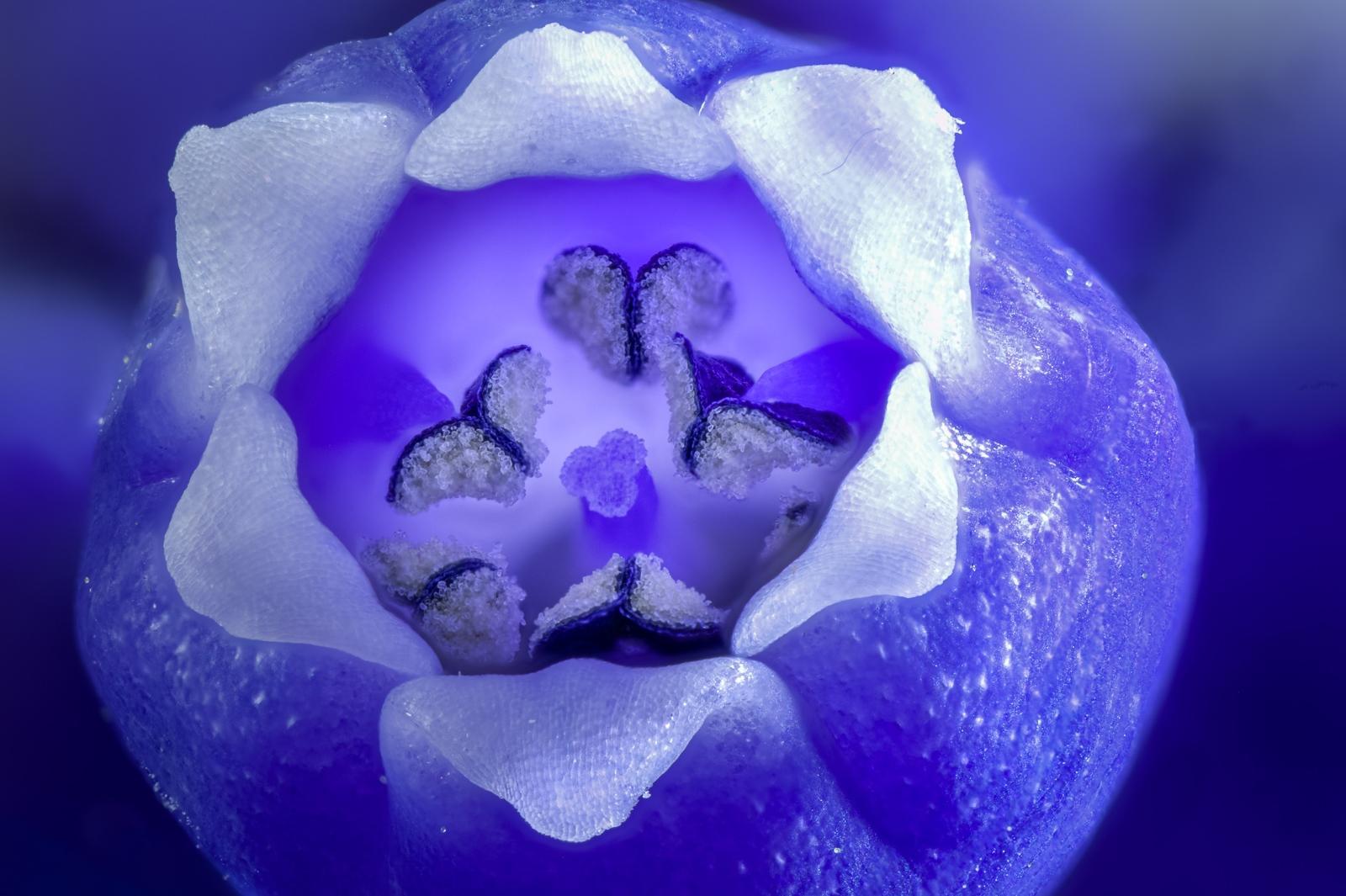 Tiefer Blick in die kleine Kugel (Blüte) einer Traubenhyazinthe.