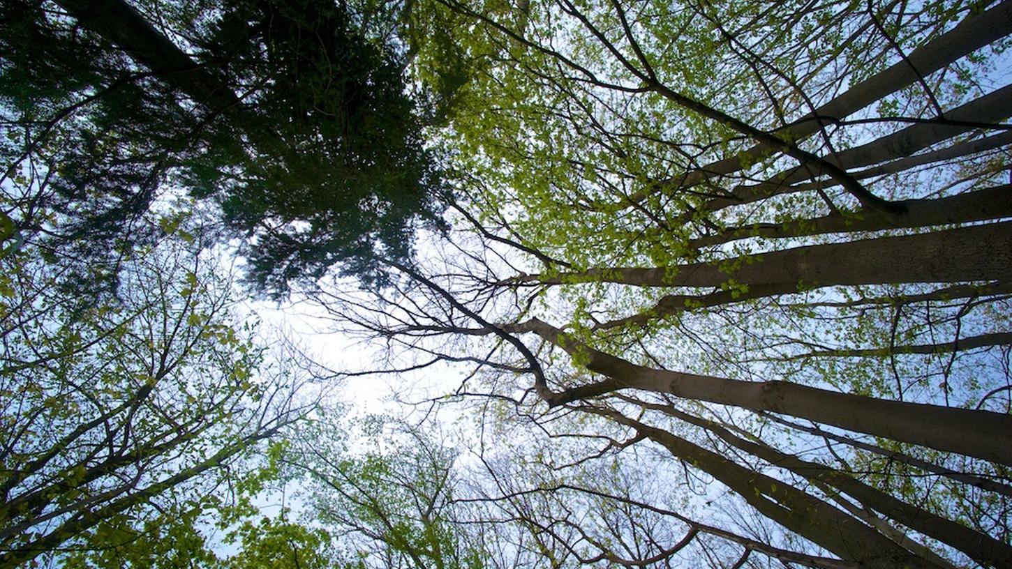 Bilanz zum Tag des Baumes: Den Wäldern geht es schlecht