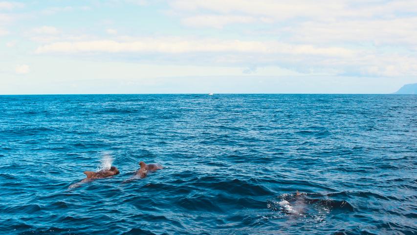Ihr vulkanischer Ursprung macht Teneriffa auch Unterwasser zu einem Naturparadies. Die ganzjährig angebotenen Whale-Watching-Touren sorgen regelmäßig für kollektive Entzückung, gerade weil die Chance einen der Meeressäuger zu Gesicht zu bekommen hier sehr hoch ist: Insgesamt 26 verschiedene Delfin- und Walarten kreuzen in kanarischen Gewässern. Vom Hafen von Puerto Colón in Costa Adeje aus starten jeden Tag mehrmals drei-oder vierstündige Touren. 
