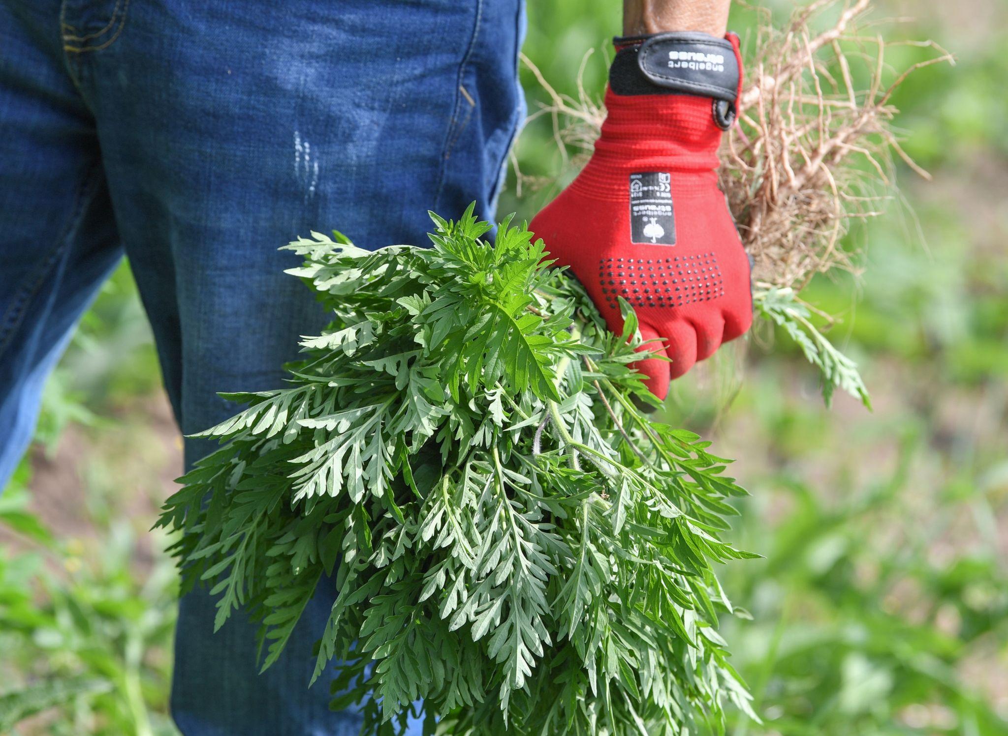 Nicht nur für Allergiker gefährlich Invasive Pflanze breitet sich in